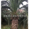 【園林綠化】加拿利海棗頭 地徑30~80cm 桿高30~350cm 基地直銷