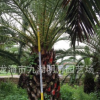 加拿利海棗 海藻 桿高30~350cm 地徑30~80cm 基地直銷