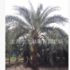 福建布迪椰子 頭徑30~40cm 桿高1~3米 基地直銷 耐寒植物