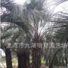 布迪椰子 耐寒植物 頭徑30~40cm 桿高1~3米 福建基地直銷