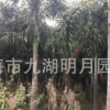 福建狐尾椰子 頭徑25~40cm 桿高100~380cm 耐寒植物 基地直銷