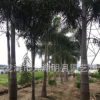 精品狐尾椰子 耐寒植物 頭徑25~40cm 桿高100~380cm 基地直銷
