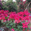 【綠化苗木】大紅三角梅小盆 批發勒杜鵑 福建漳州三角梅基地