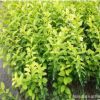 庭院綠化植物金葉女貞金森女貞苗彩色綠化苗木金葉女貞金森女貞球
