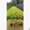 【園林綠化】金邊假連翹 甘露花 黃金露 花墻刺 各種規格批發