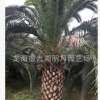 加拿利海棗頭 地徑30~80cm 桿高30~350cm 基地直銷