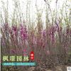 批發(fā)工程綠化園林觀花紫荊小苗叢生紫荊苗 紅花紫荊 滿(mǎn)條紅規(guī)格全