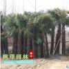 棕櫚樹(shù)苗小苗唐棕櫚山棕種子棕耙樹(shù)綠化苗木扇子樹(shù)招財(cái)樹(shù)棕竹批發(fā)