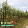 基地批發(fā)優(yōu)質(zhì)垂柳樹苗 綠化工程苗 街道規(guī)格齊全 園林垂柳小樹苗