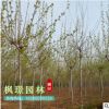 工程綠化小苗批發(fā) 法桐樹苗 規(guī)格齊全 速生法桐 行道綠化苗