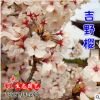 批發(fā)直銷日本櫻花小苗 低價(jià)出售 櫻花種苗 行道樹工程綠化苗木