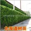 北海道 瓜子黃楊冬青樹苗 冬青球床苗大葉黃楊苗綠化苗木批發(fā)
