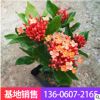 五彩仙丹龍船花庭院陽(yáng)臺(tái)綠植銷(xiāo)工程綠化苗木擺花觀花盆栽
