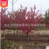綠化樹花灌木 紫葉桃紅葉碧桃 紅葉碧桃樹苗庭院觀賞批發(fā)量大優(yōu)惠