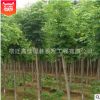 基地出售國(guó)槐樹 優(yōu)質(zhì)綠化樹木批發(fā) 規(guī)格齊全 綠化防護(hù)樹國(guó)槐