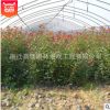 基地批發(fā) 綠化苗木 紅葉石楠小苗 紅葉石楠球 高桿紅葉石楠球苗