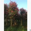 湖南基地批發(fā)紅花紫薇樹苗 紅火球紫薇 百日紅 規(guī)格齊全 可聯(lián)系