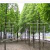 供應綠化苗木  池杉樹池柏樹
