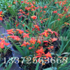 供應火星花 觀賞草 宿根花卉 地被水生植物 量大從優出售觀景花