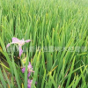 鳶尾 水生鳶尾藍花鳶尾 觀花植物 水生植物 凈化水質 河道綠化
