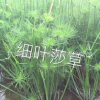 供應水生植物-細葉莎草，大量出售細葉莎草