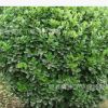 全國大量批發供應，大葉黃楊，萬年青球，及各類苗木產品