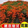 炮仗花苗 爬藤植物 鞭炮花 四季可種陽臺庭院垂吊 藤本花
