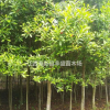 杜英批發(fā)價格、杜英苗木價格表、杜英樹市場價格