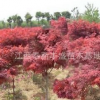 供應(yīng)紅楓、無患子、紅葉石楠、雞爪槭、大葉女貞、楊梅