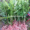 紅豆杉苗木供應(yīng)/紅豆杉小苗價格/紅豆杉供應(yīng)商/江西紅豆杉價格