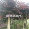 大量便宜供應(yīng)紅楓 櫻花 深山含笑 木荷 楓香 青楓 紅豆杉