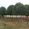 江西貴州地區(qū)供應(yīng)馬褂木 桂花 樂昌含笑 羅漢松 青楓香樟