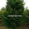 江西地區(qū)供應無患子