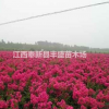 宜春紫薇價格參考/江西奉新紫薇樹苗*低價格多少錢？