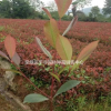 紅葉石楠小苗 紅葉石楠小苗價格 根系發達紅葉石楠培育基地