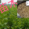 白蠟小苗 白蠟樹苗 一年生多年生 規格齊全 行道樹 速生白蠟