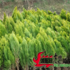 批發灑金柏 灑金柏球 灑金柏苗 園林綠化苗木直銷低價