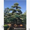 供應羅漢松樹/綠化苗木/小苗到胸徑45公分/農戶自家花場種植直銷