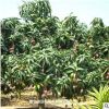 低價(jià)供應(yīng)綠化苗木芒果樹(shù)花木農(nóng)戶自家花場(chǎng)直銷寵物及園藝園林