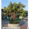 低價(jià)供應(yīng)綠化苗木富貴榕花木農(nóng)戶自家花場(chǎng)直銷寵物及園藝園林