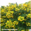 低價供應綠化苗木黃花槐花木農戶自家花場直銷寵物及園藝園林