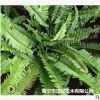 低價供應園林批發各種綠化苗木腎蕨寵物園藝盆景瘋狂促銷爆款
