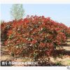 低價供應綠化苗木紅葉石楠花木農戶自家花場直銷寵物及園藝園林
