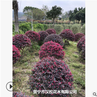 低價供應繼木球/樹苗/檵木綠籬紅花種植高度寵物及園藝園林植物