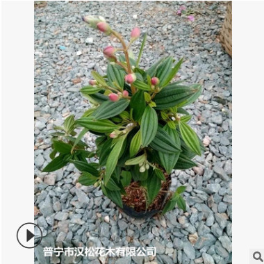 低價供應園林批發各種綠化苗木野牡丹寵物園藝盆景瘋狂促銷爆款