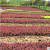 基地直銷紅葉小檗苗 工程綠化籬笆彩色小苗 紫葉小檗床苗批發