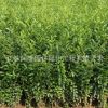 基地直銷水蠟小苗綠化苗木色塊綠籬量大從優水臘苗