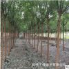 苗圃直銷國槐樹苗行道樹工程綠化庭院花園庭蔭樹規格齊全拆遷占地
