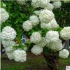 低價銷售綠化苗木 繡球花. 日本白繡球 木本繡球 別墅花卉 規(guī)格全
