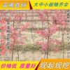 美國紅楓苗日本紅楓風景樹雞爪槭盆栽地栽小苗